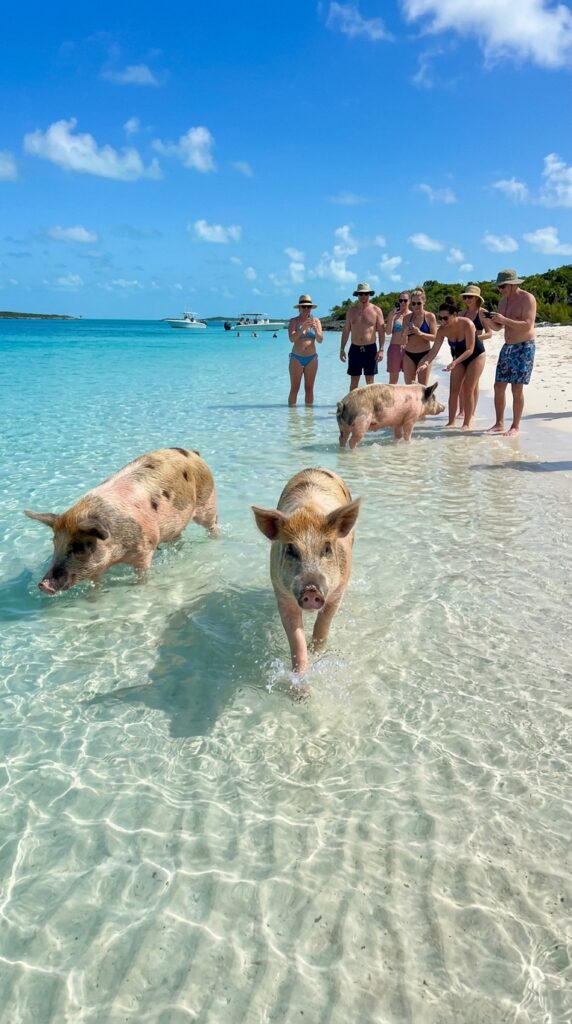 Swimming-Pigs-in-Bahamas